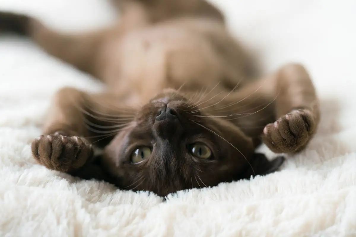 Brown Burmese cat