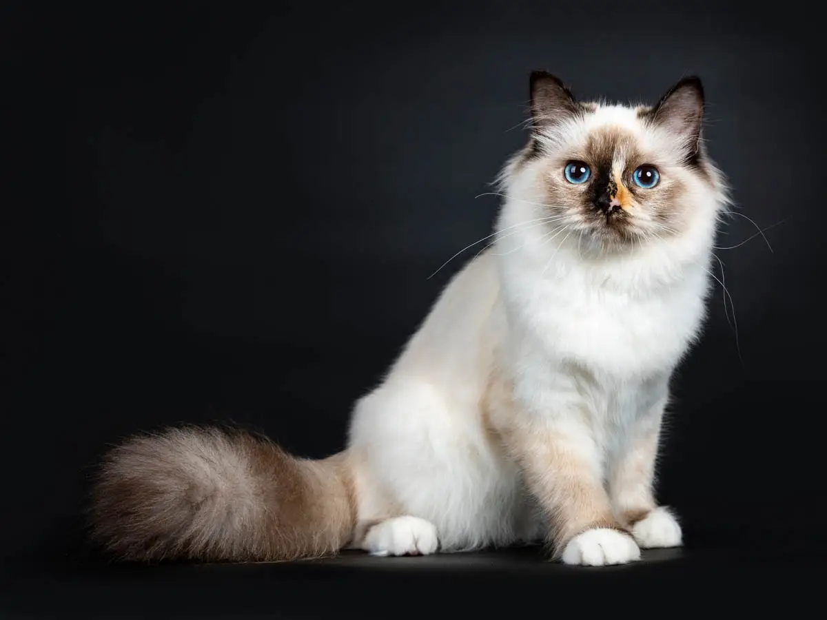 Birman cat