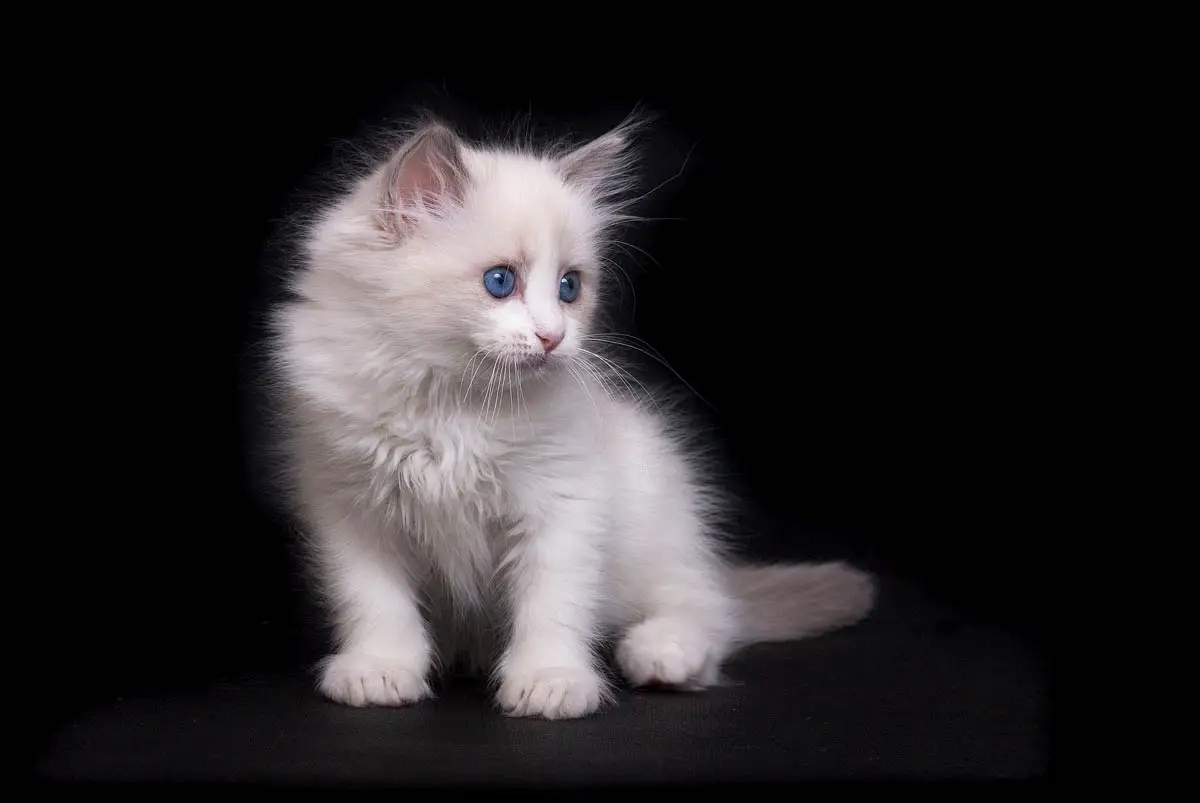 Ragdoll cat