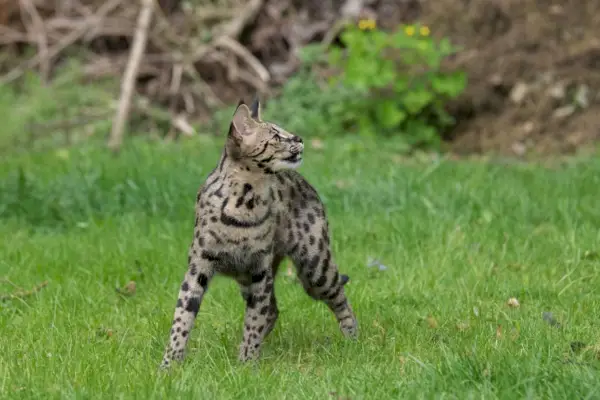 F1 Savannah Cat