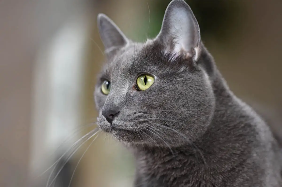 Korat