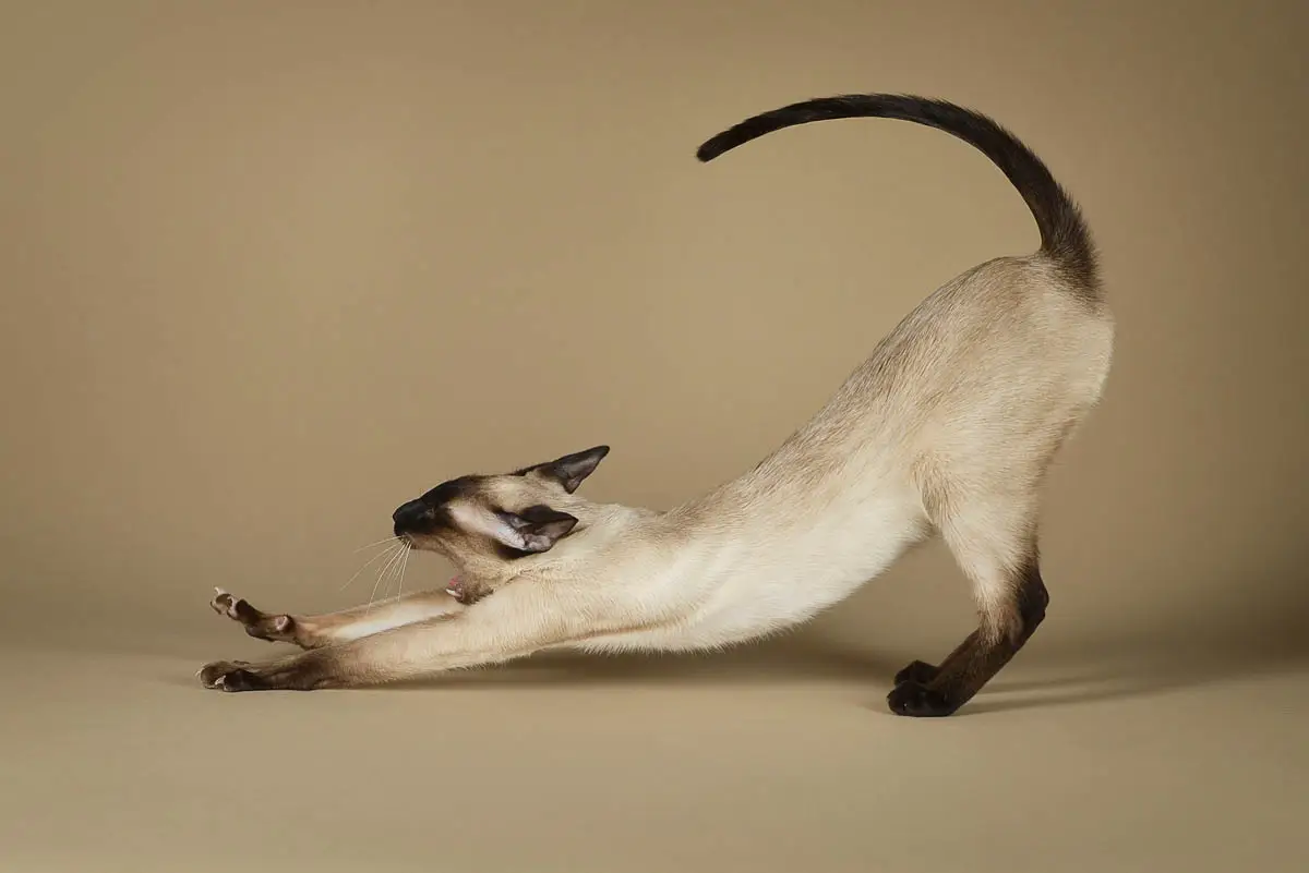 Katte Stromy