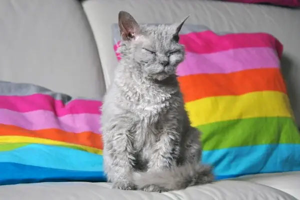 Selkirk-Rex-Katze auf dem Bett