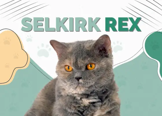 Selkirk Rex Katze