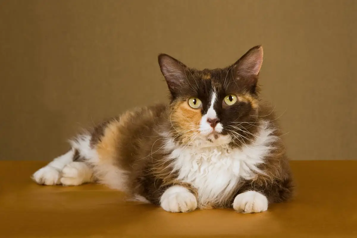 Calico LaPerm cat