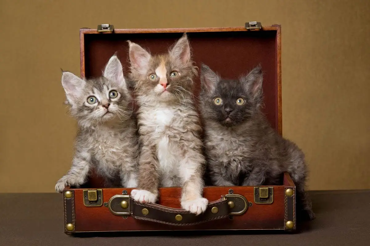 Three LaPerm kittens