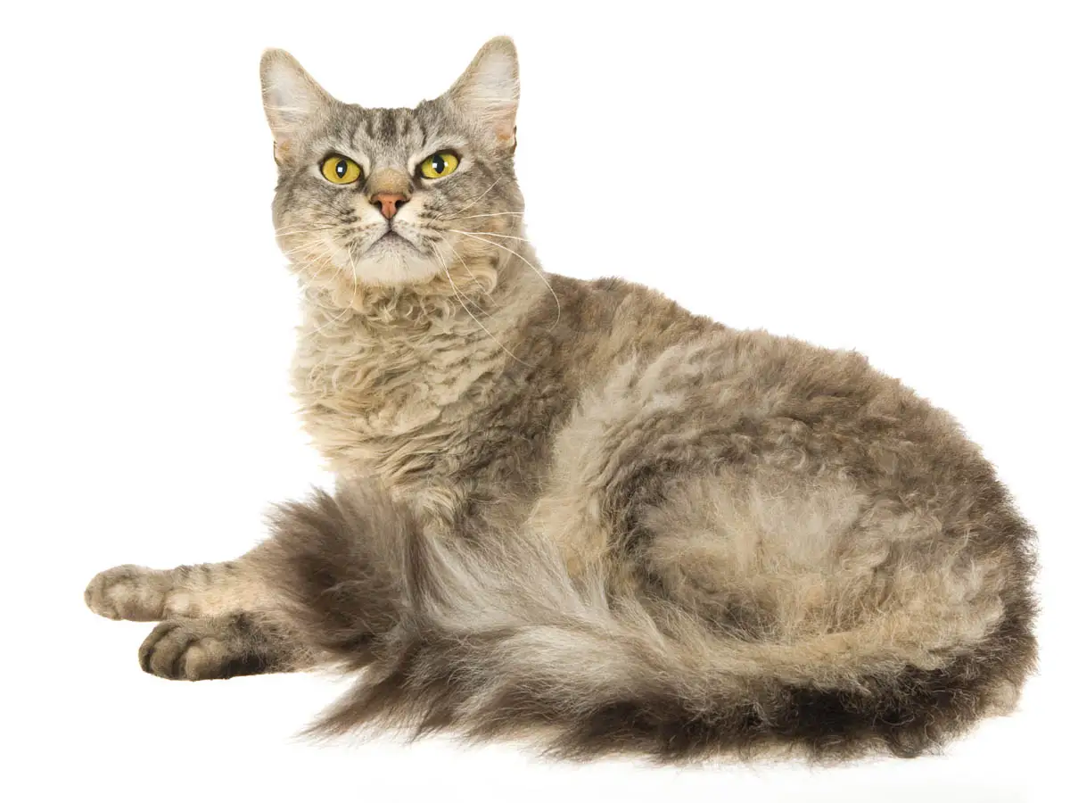 Shaded silver LaPerm cat