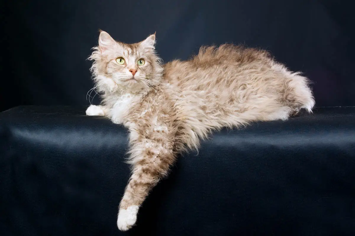 Perfil de raza de gato laperm