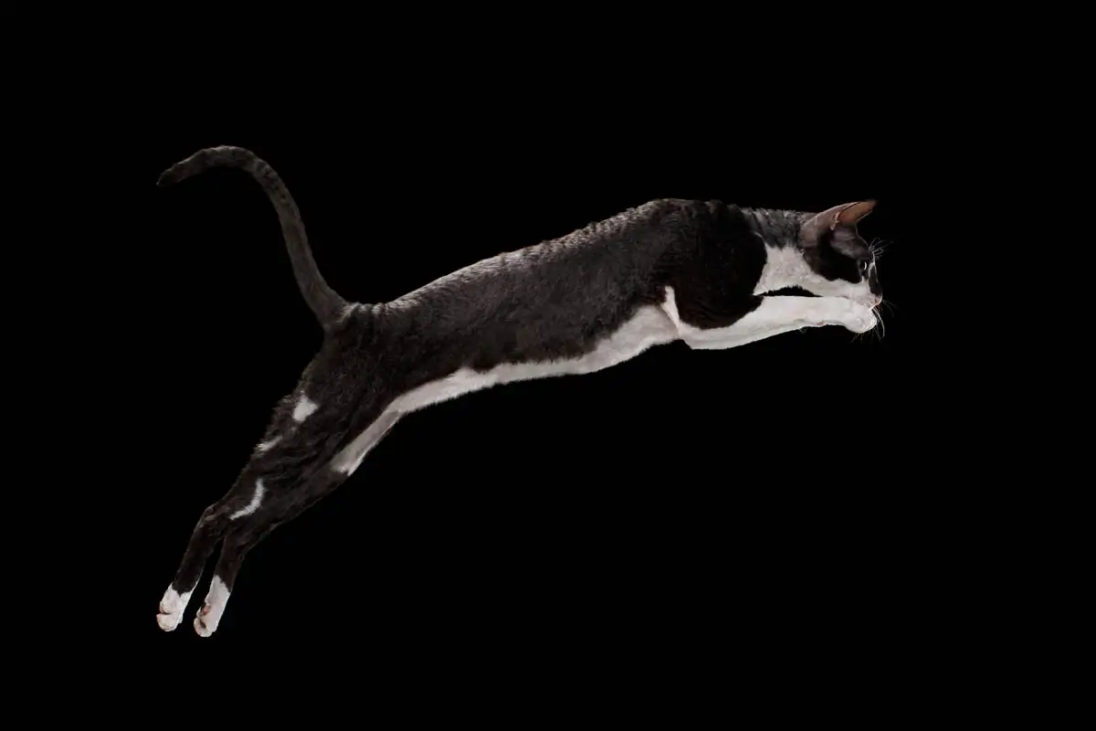 Black and white Cornish Rex jumping