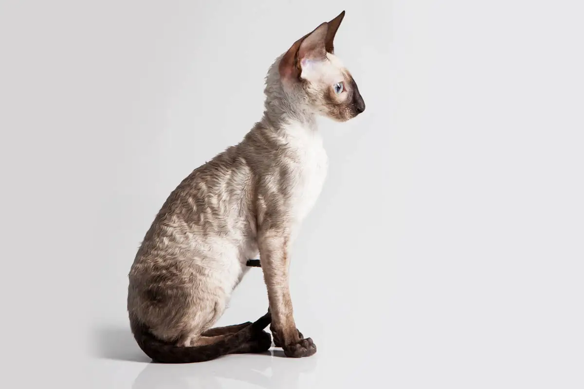 Pointed Cornish Rex