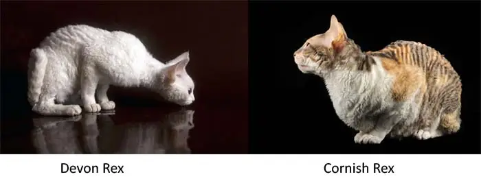 Devon Rex vs Cornish Rex coat