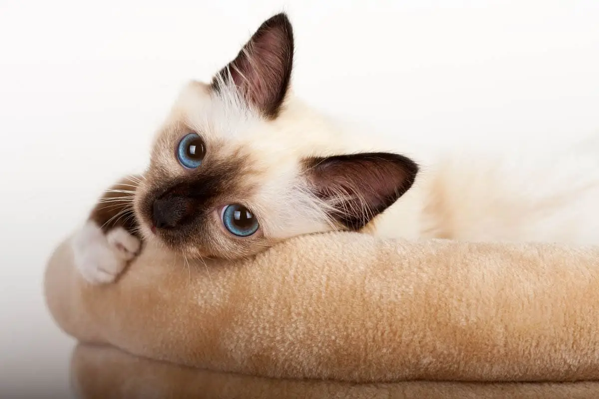 Birman cat