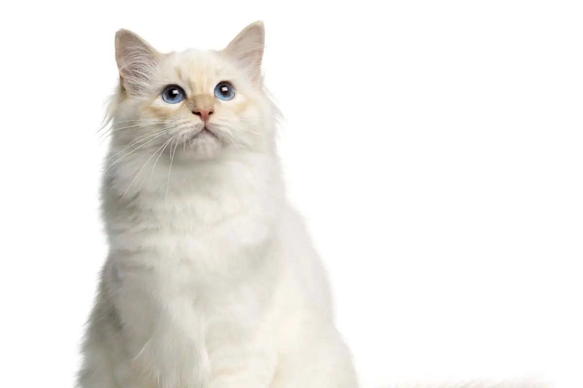 Burman Cat Razza Profil -BAN