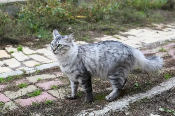 Ägyptische Mau-Katze im Garten