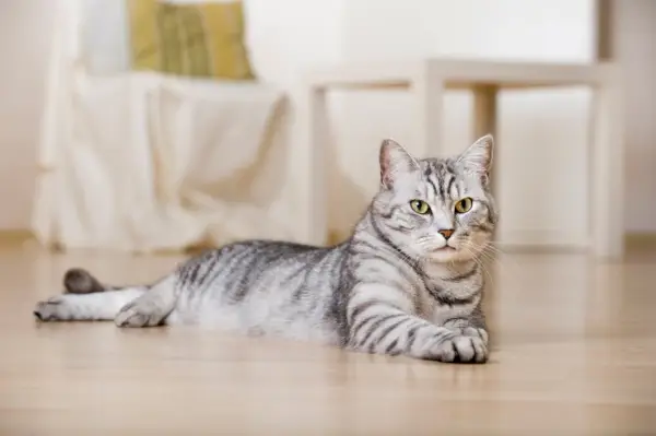 Silver tabby katt i ett vardagsrum