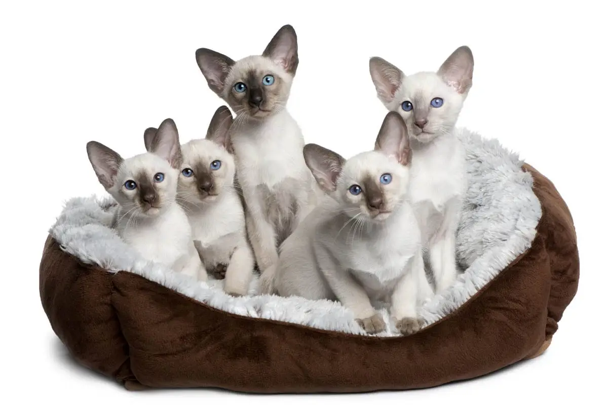 Litter of Siamese kittens
