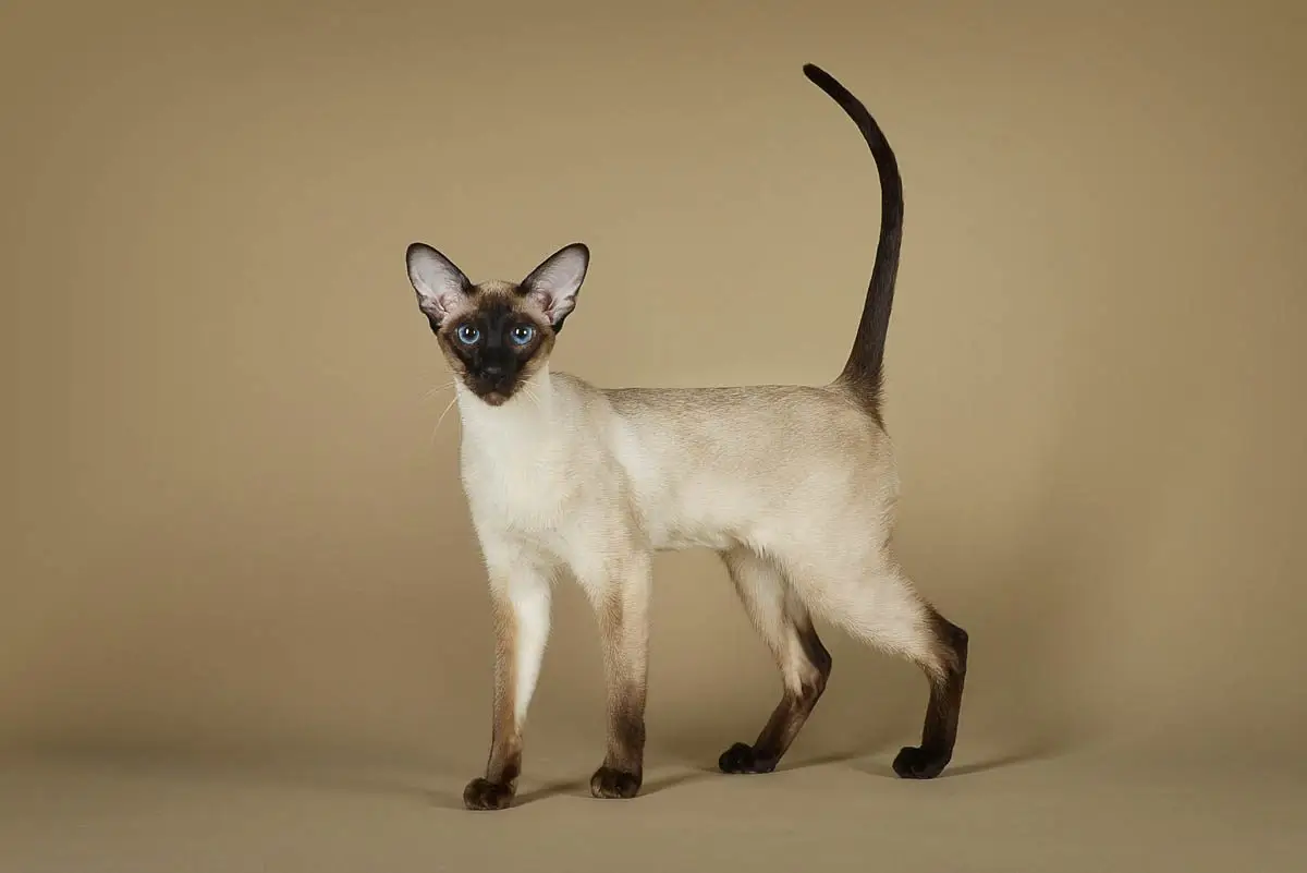 Siamese cat