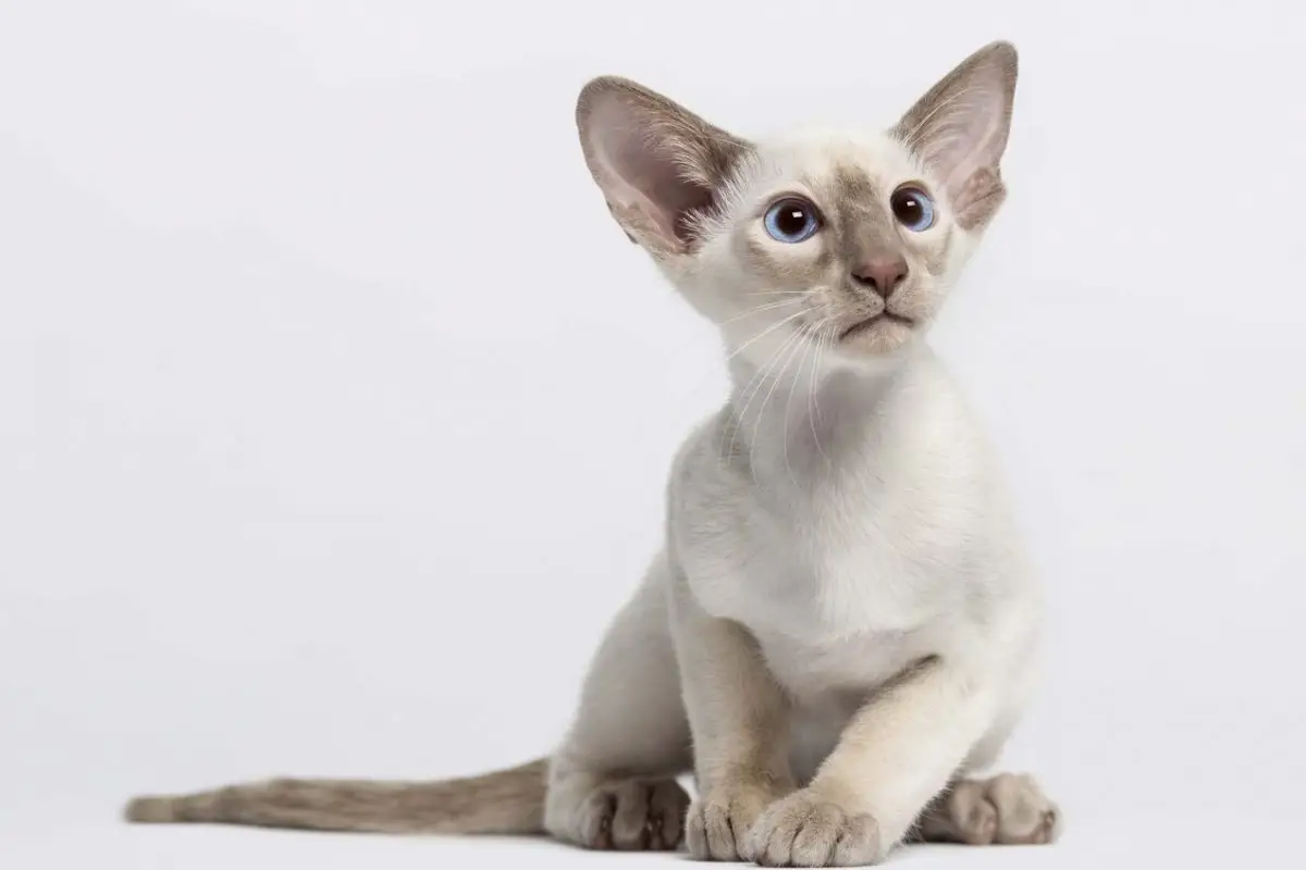 Siamese kitten