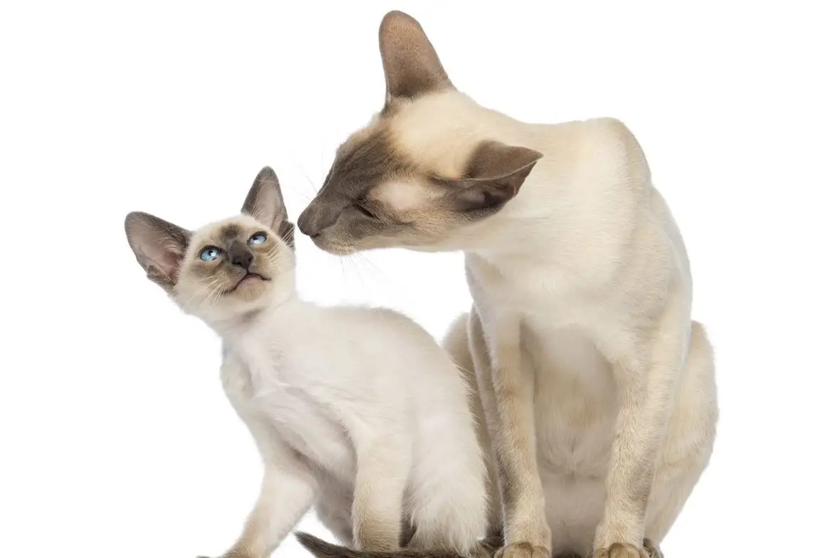 Siamese cat and her kitten