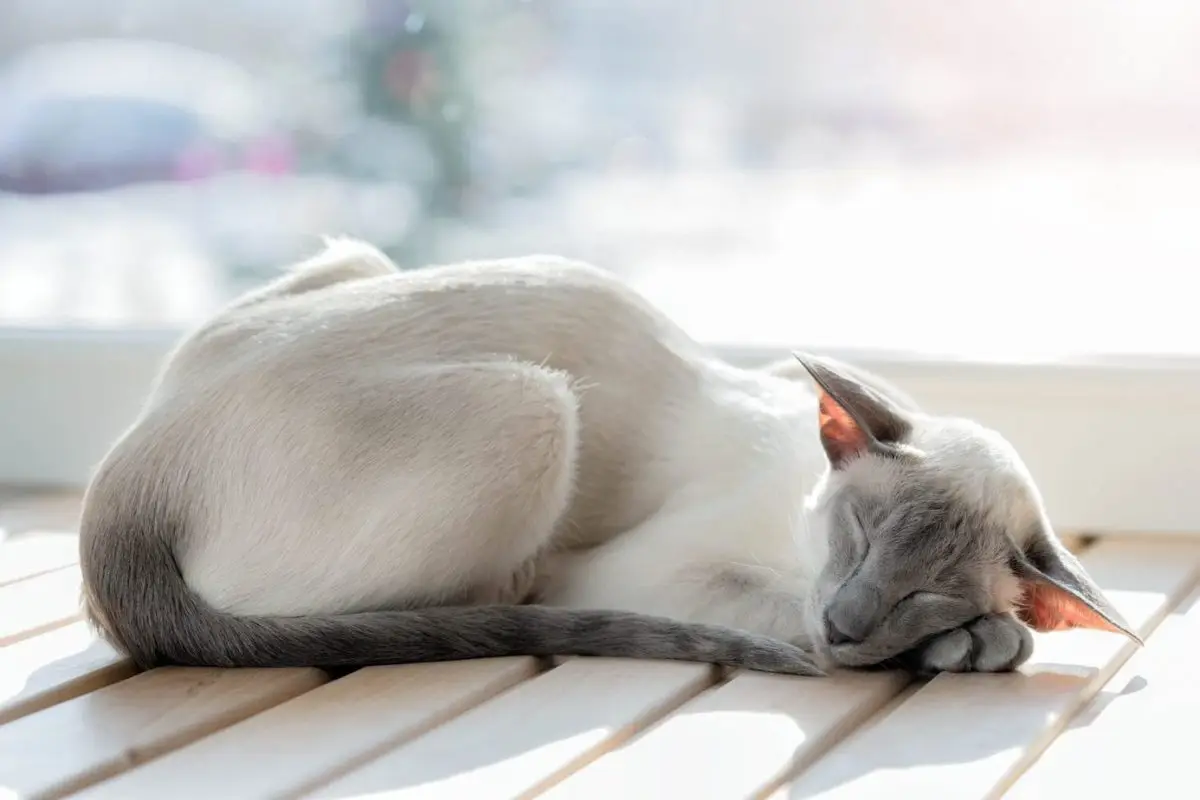 Siamese cat sleeping