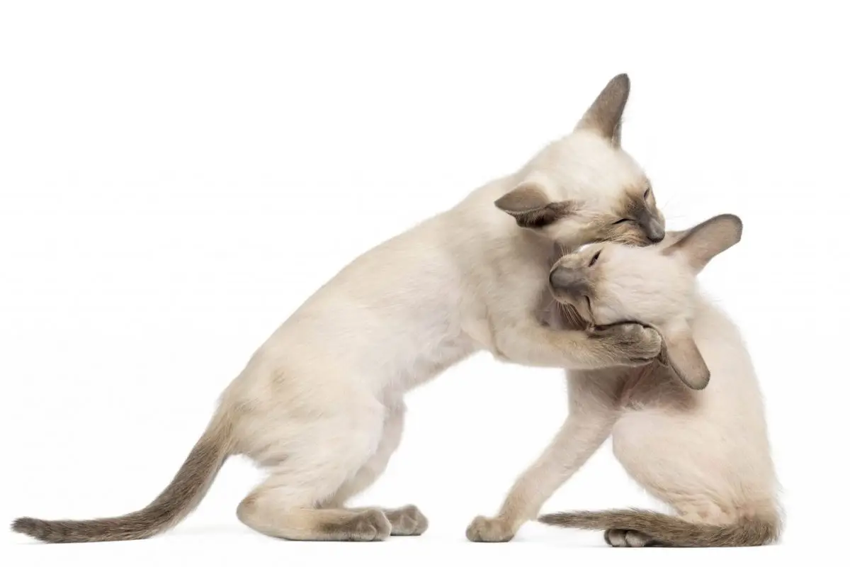 Two Siamese kittens playing