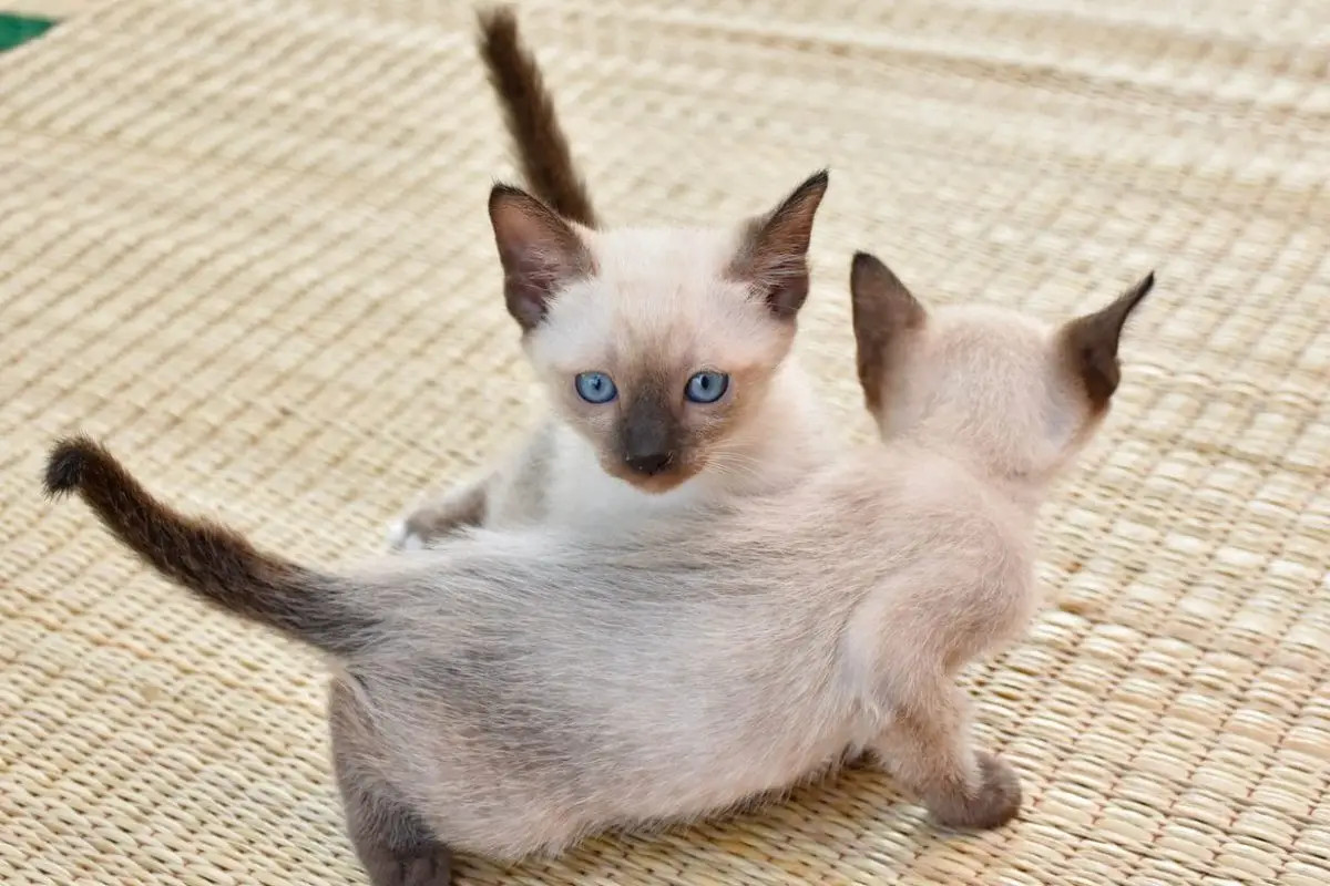 Two Siamese kittens