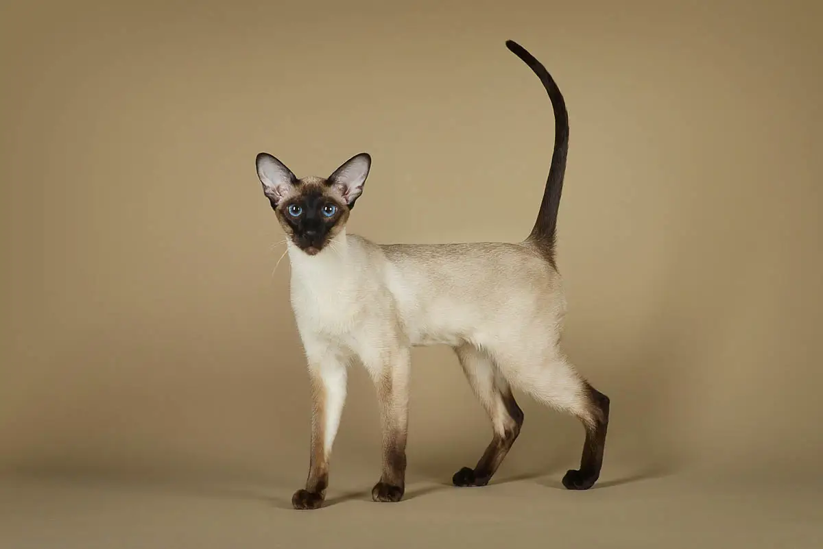 Seal point Siamese