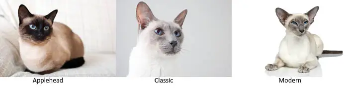 Three types of Siamese cat