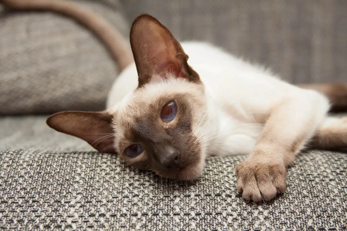 Seal point Siamese lying down