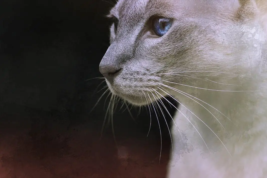 Siamese cat