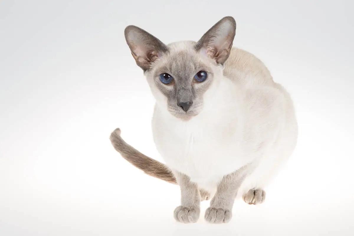 Siamese cat