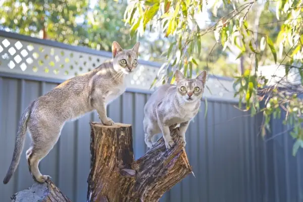 singapūras cats_jojosmb_Shutterstock