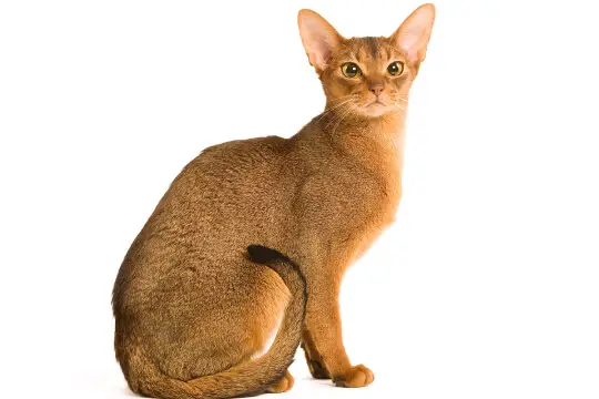 abyssinisk katt