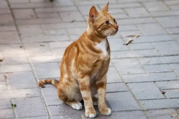 Gatto egiziano della Valle del Nilo