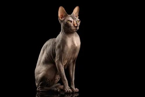 Sphynx-Katzennamen