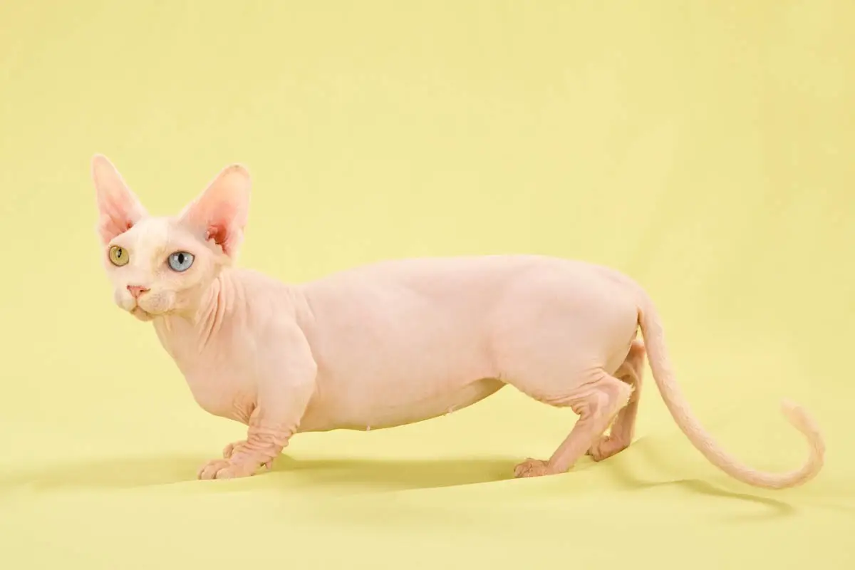 Bambino cat