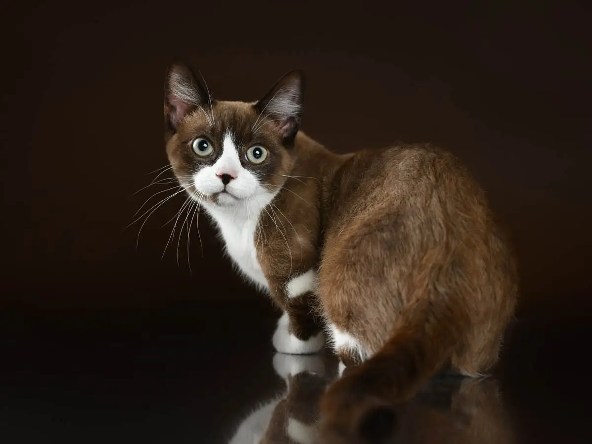 Brown and white munchkin cat
