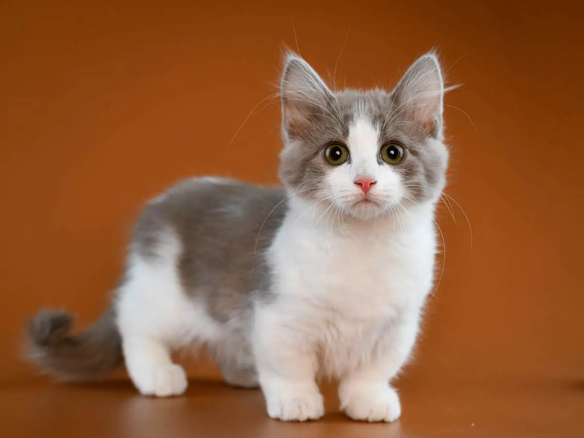 Grey and white munchkin