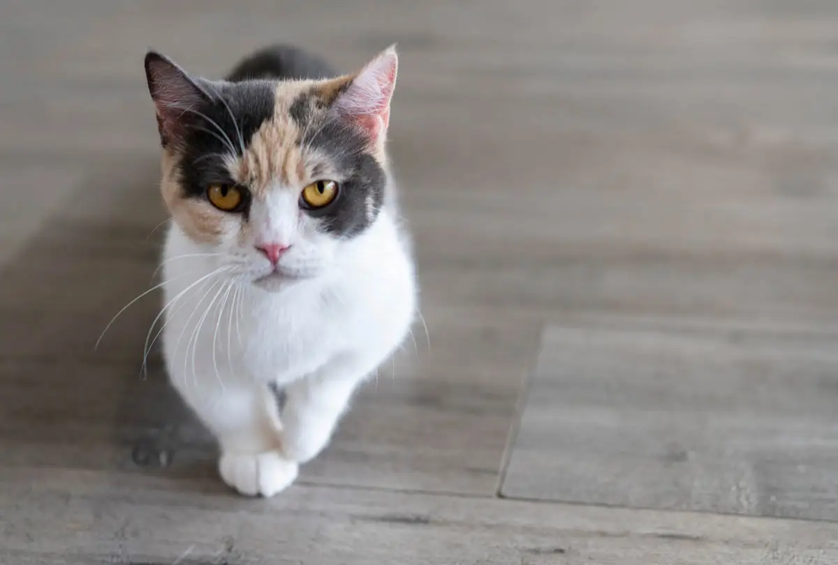 Calico munchkin cat