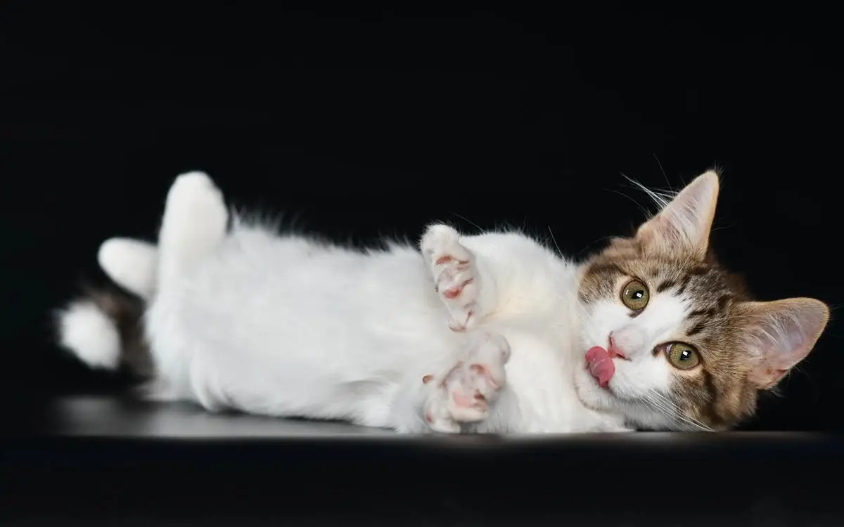 Munchkin cat lying on side