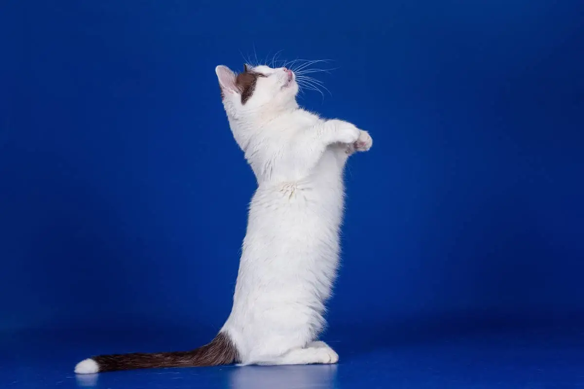 Munchkin cat standing on hind legs