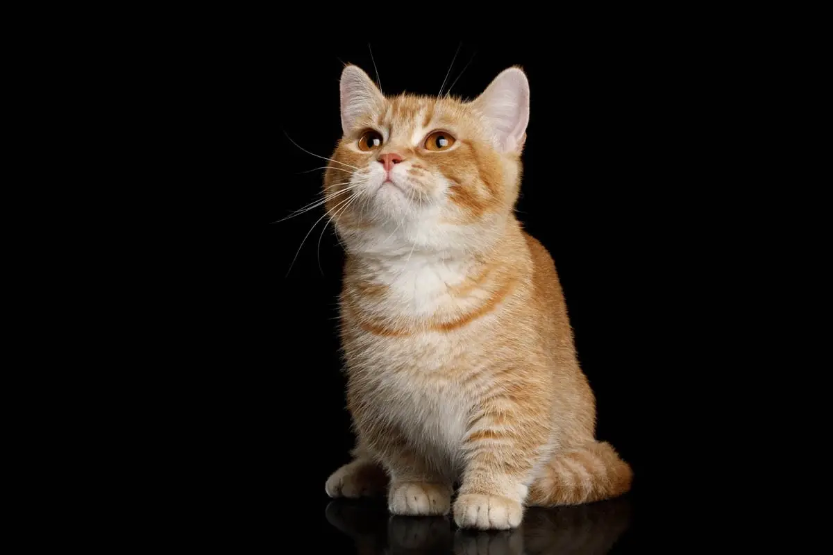 Red munchkin cat
