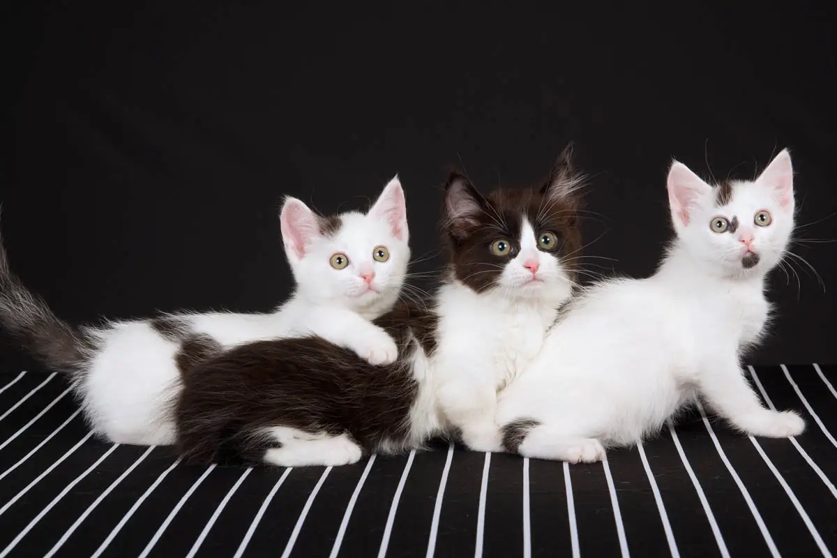 Three munchkin kittens