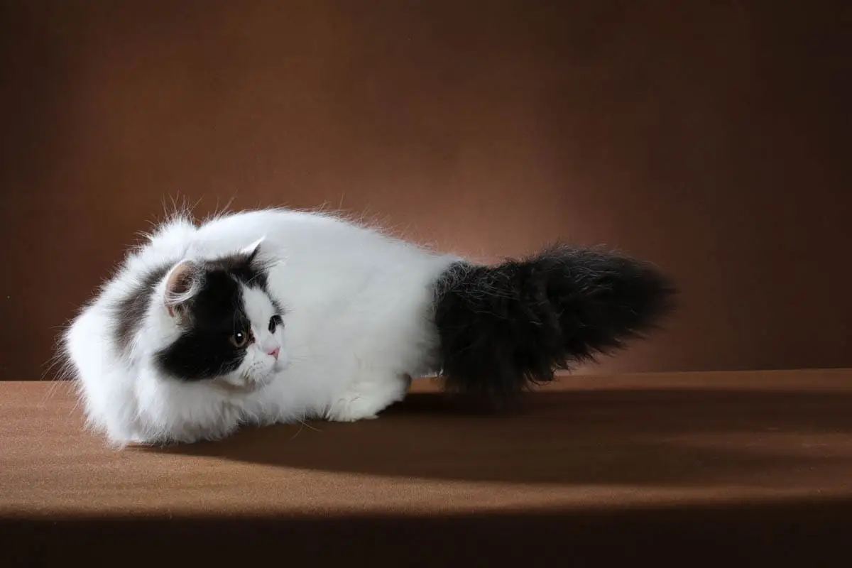 White and black munchkin cat