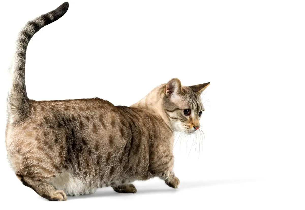 Brown spotted munchkin cat