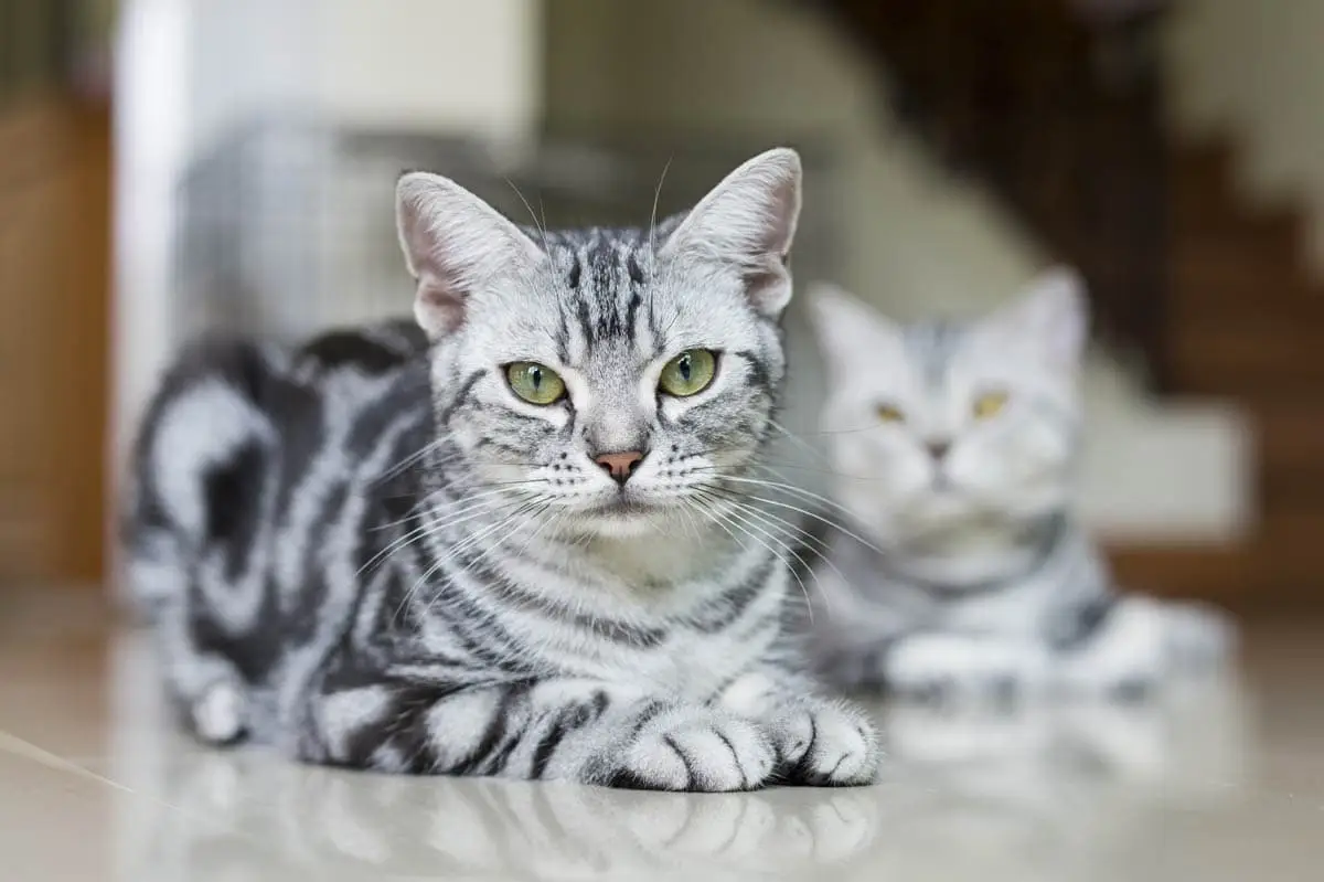 American Shorthair
