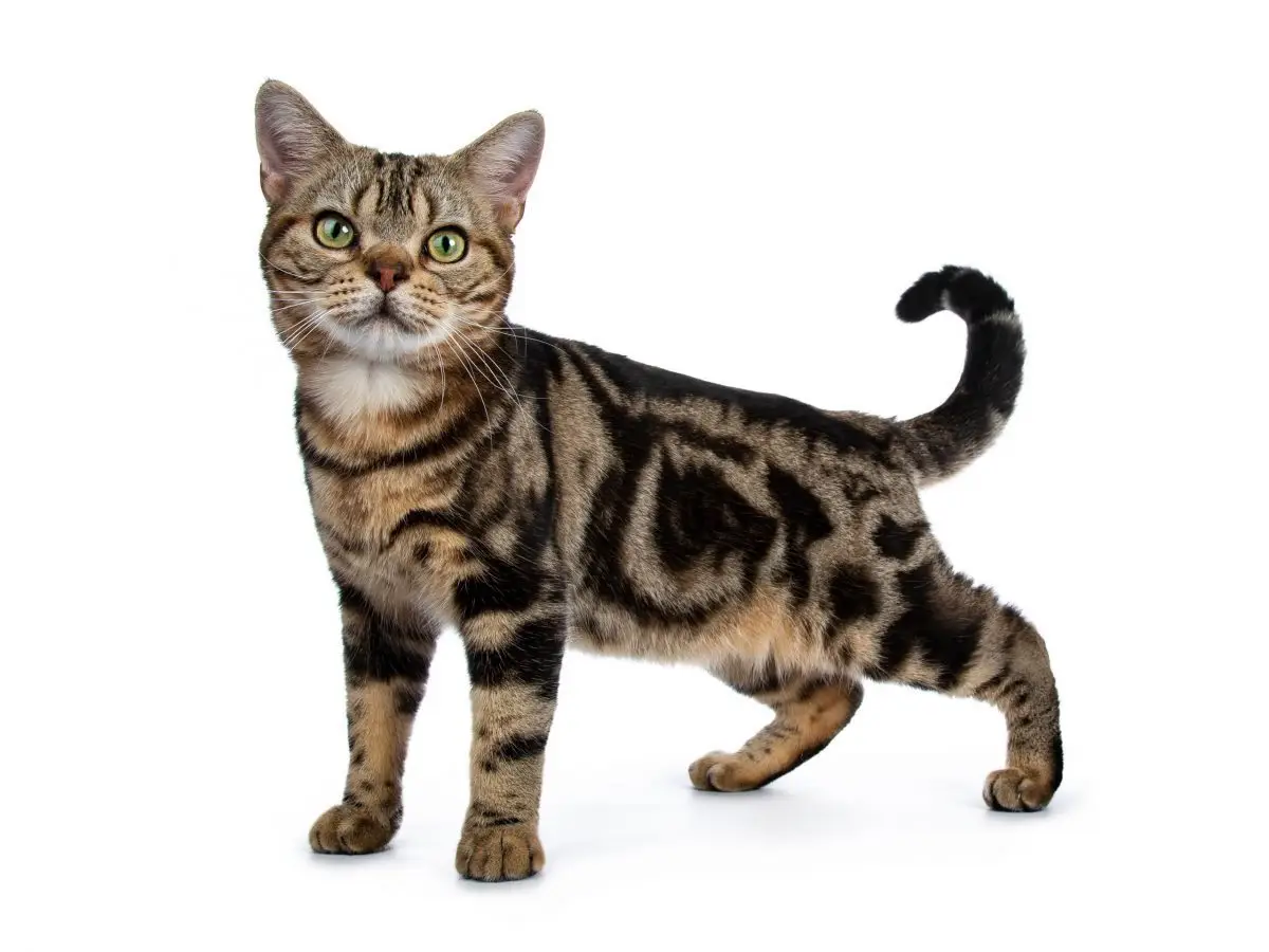 American Shorthair