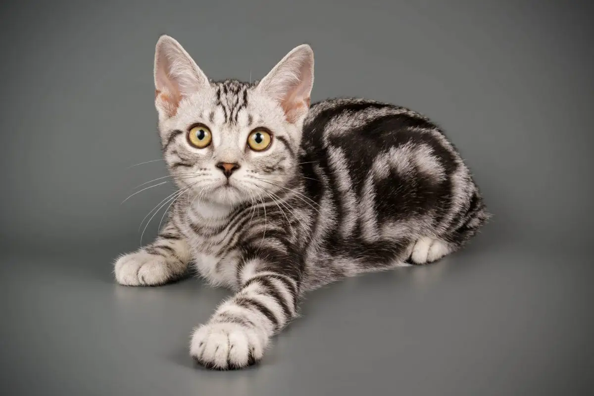 American Shorthair