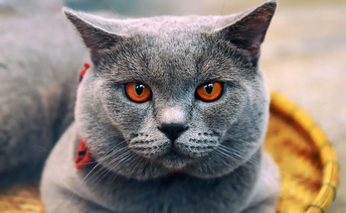 Chartreux cat