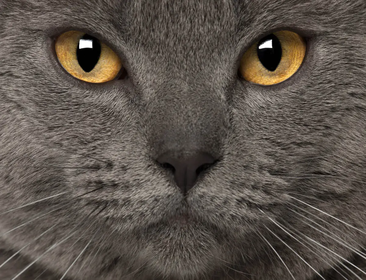 Chartreux cat